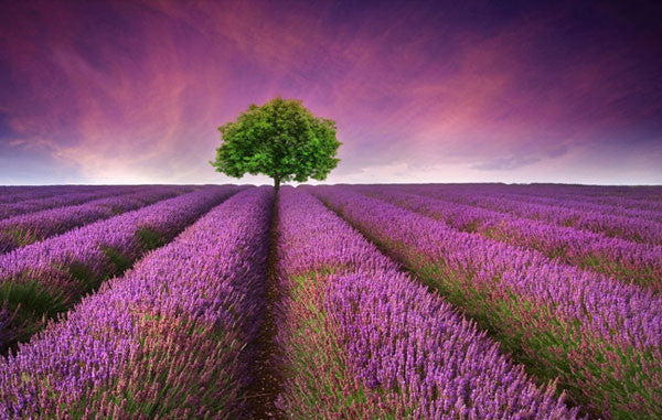 Lavender filed